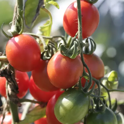 Röda tomater på plantor