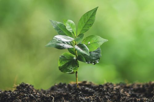 Gr&ouml;n kaffeplanta