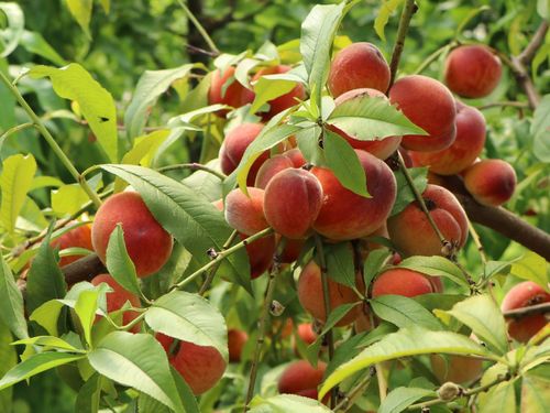 Persikatr&auml;d Revita med orange persikor p&aring; tr&auml;d