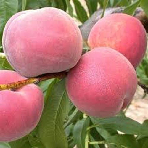 Persikatr&auml;d Dixired med r&ouml;dgula frukter