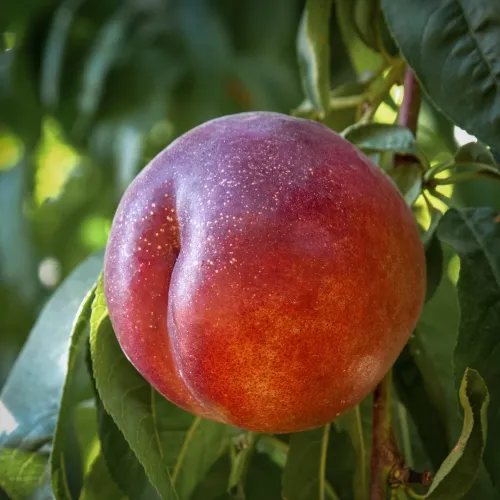 Nektarintr&auml;d Fantasia med r&ouml;da frukter