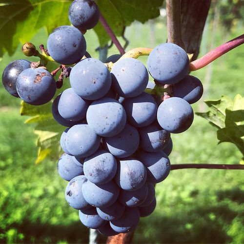 Vinplanta Cabernet Cortis med bl&aring; vindruvor