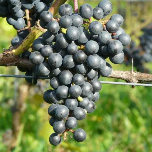 Vinplanta Divico med bl&aring; vindruvor