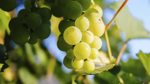 Vinplanta Helios med gr&ouml;na vindruvor