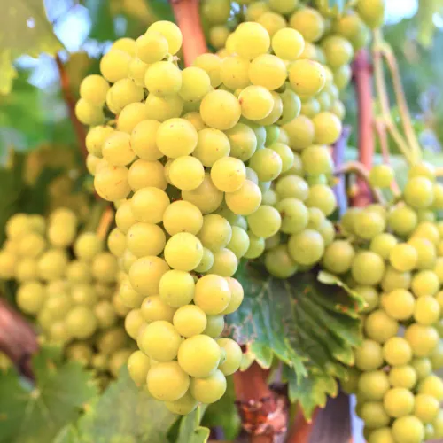 Vinplanta Lakemont med gr&ouml;na vindruvor