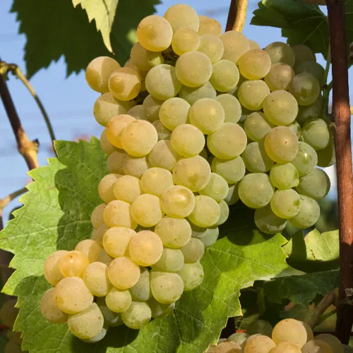 Vinplanta Seyval Blanc med gr&ouml;na vindruvor