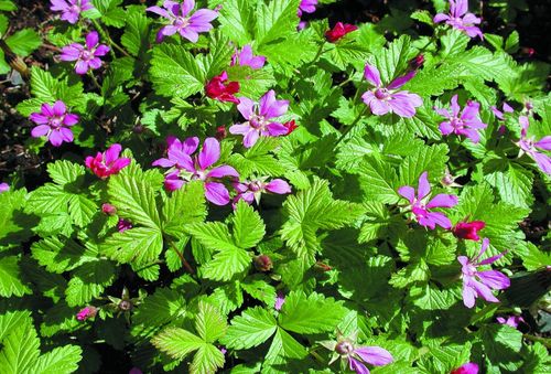 Allåkerbär växt med rosa blommor
