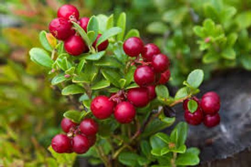 Lingonplantor Ida för din trädgård