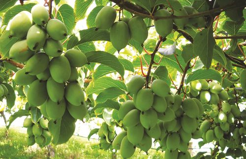 Gröna frukter av minikiwi
