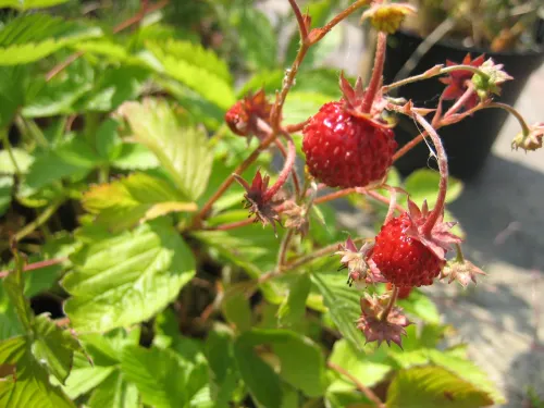 Smultronplanta Linné med röda bär