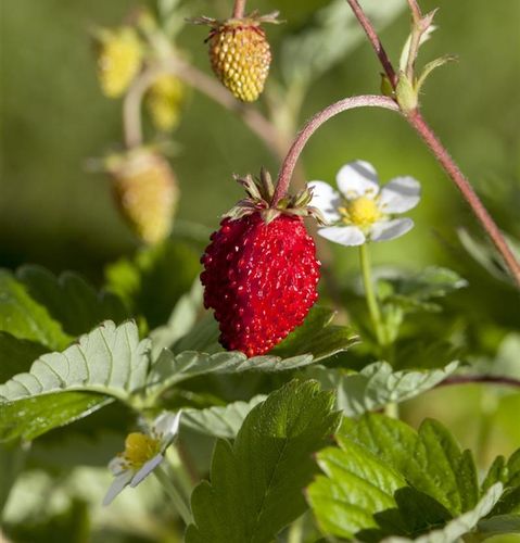 Smultronplanta Norrlandssmultron med röda bär
