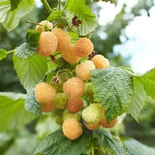 Hallonplanta golden queen med gula hallon