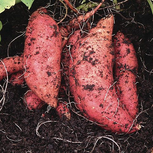Kn&ouml;lar av s&ouml;tpotatis av early orange