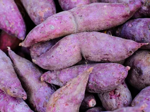 S&ouml;tpotatis erato violet som ger goda lila s&ouml;tpotatiskn&ouml;lar