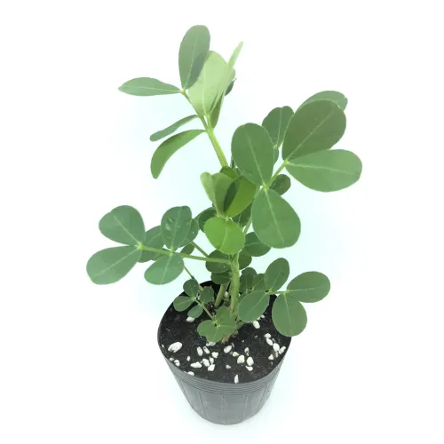 Jordn&ouml;tsplanta ekologisk