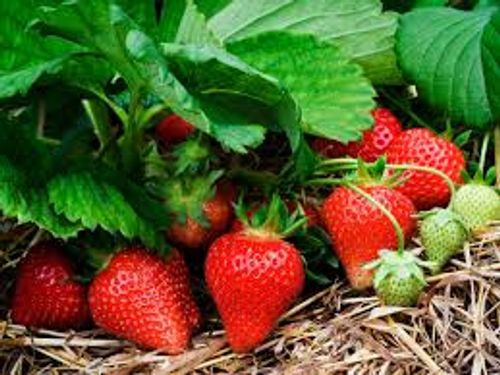 Röda jordgubbar på planta av sorten Twist