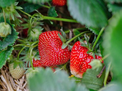 Röda jordgubbar på planta av sorten Sonsation