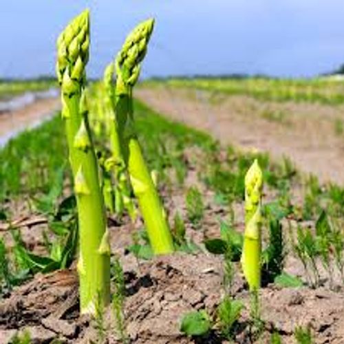 Sparrisplanta Xenolim med ljusgr&ouml;na st&auml;nglar