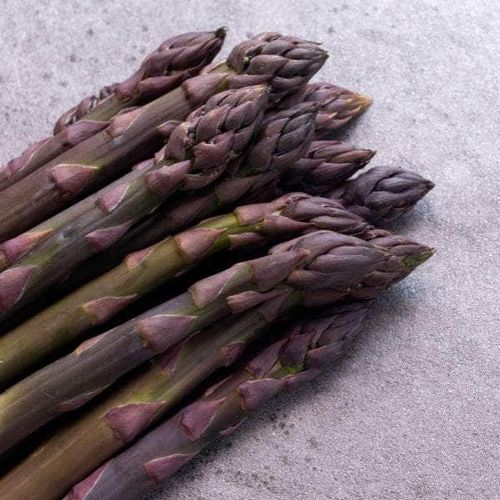 Sparrisplanta Erasmus ger lila sparris