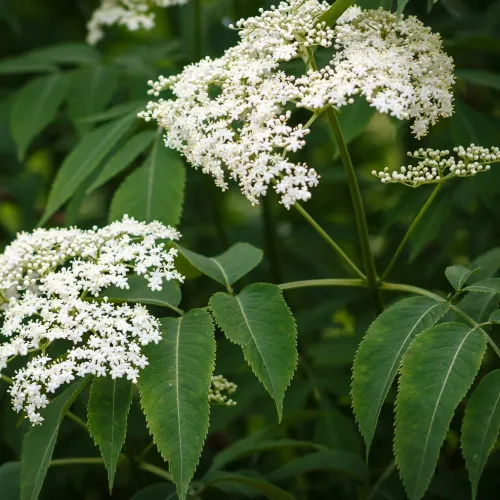 Fl&auml;derbuske Samyl ger b&aring;de vita blommor och svarta b&auml;r.