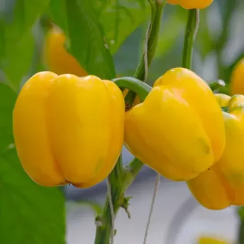 Gula blockpaprikor på planta