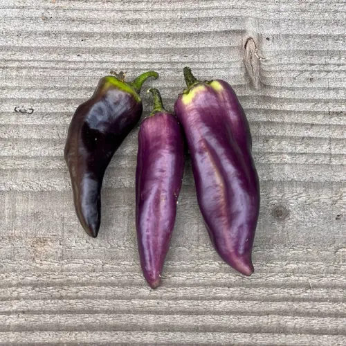 Ekologiska lila spetspaprika plantor