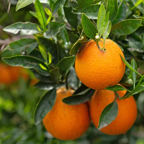 Apelsintr&auml;d Navelina med orange frukter