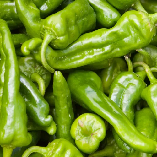 Peperoniplanta gr&ouml;n ekologisk