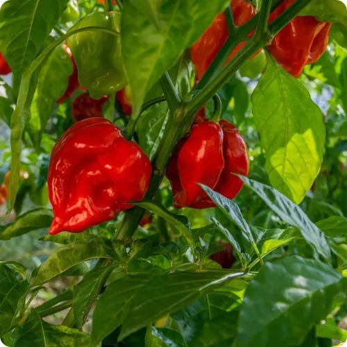 Röda chili av sorten Habanero på planta