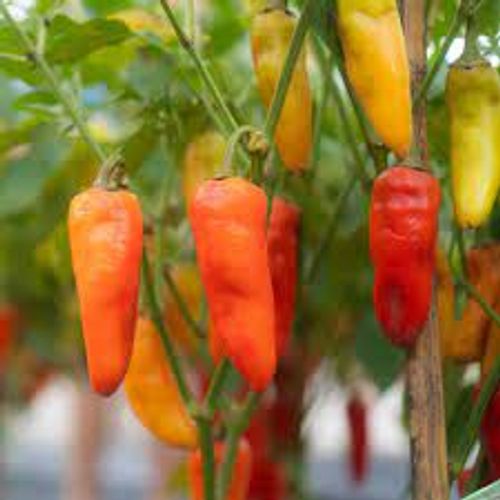 Orange och röda chili på planta av sorten Santa fe