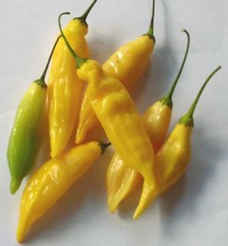 Gula chili av sorten Lemon drop 