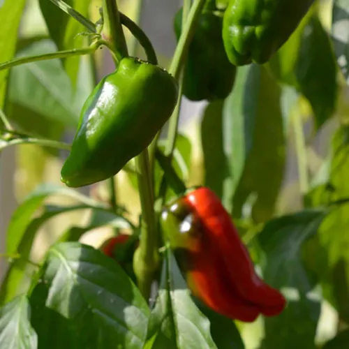 gröna och röda chilifrukter på planat från sorten Padron