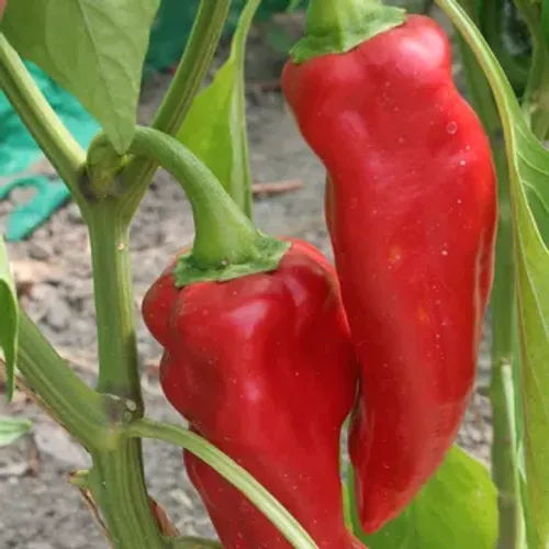 Röd chili på planta av sorten Serenade