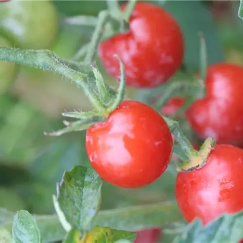 röda körsbärstomater på planta