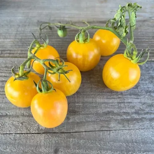 Gula körsbärstomater på bord