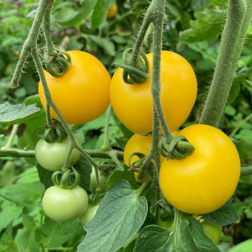 Ekologisk tomatplanta gul vanlig