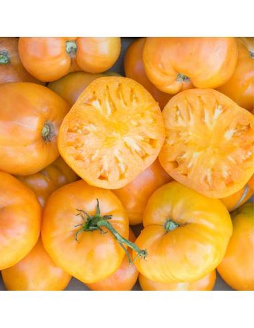 Ekologisk gul bifftomat