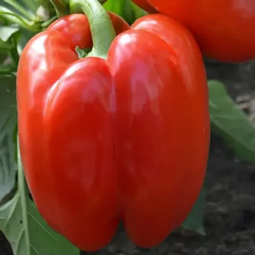 Röd block paprika på planta