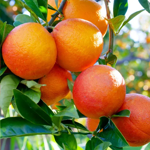 Orange hela blodapelsiner på ett träd