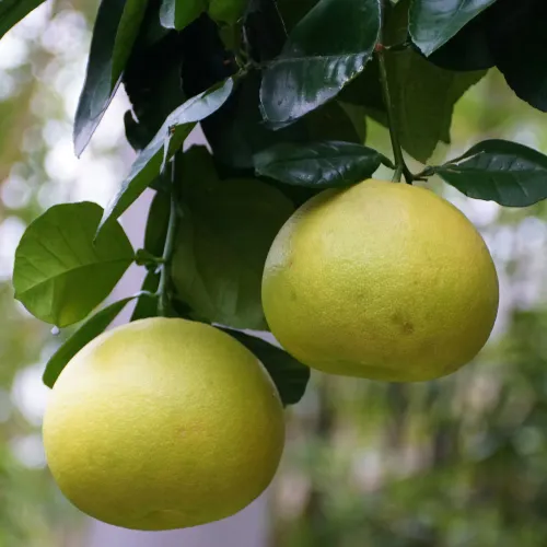 Gulgröna frukter på ett pomeloträd