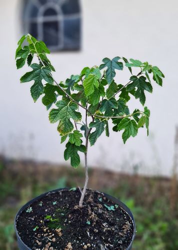 Mullbärsträd illinois Everbearing