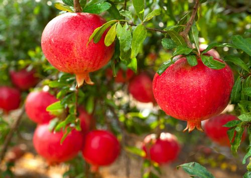 Röda  hela granatäpple på träd