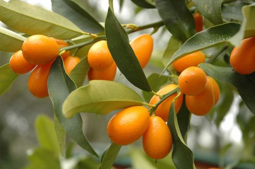 Orange små kumquatfrukter på ett träd
