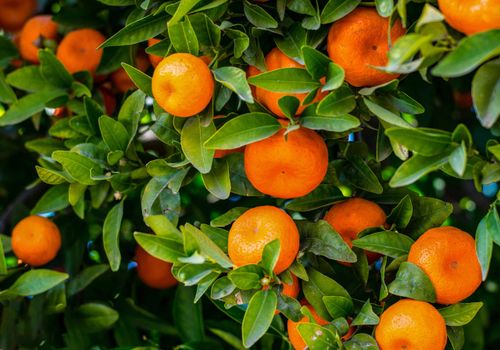 Orange mandariner på ett träd