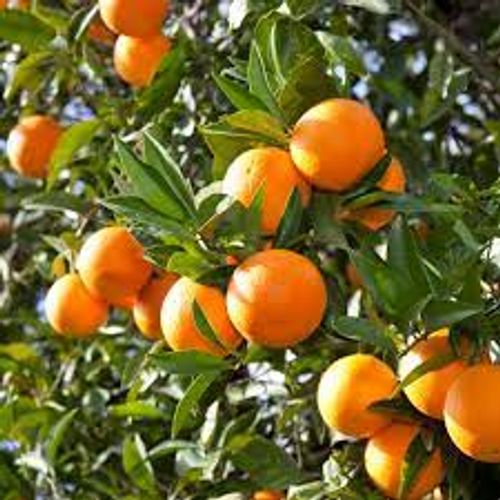 Orange apelsiner på ett träd
