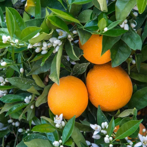 Apelsintr&auml;d Navel med orange apelsiner