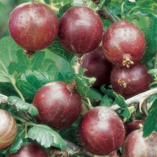 Krusb&auml;rsplanta Hinnom&auml;ki R&ouml;d