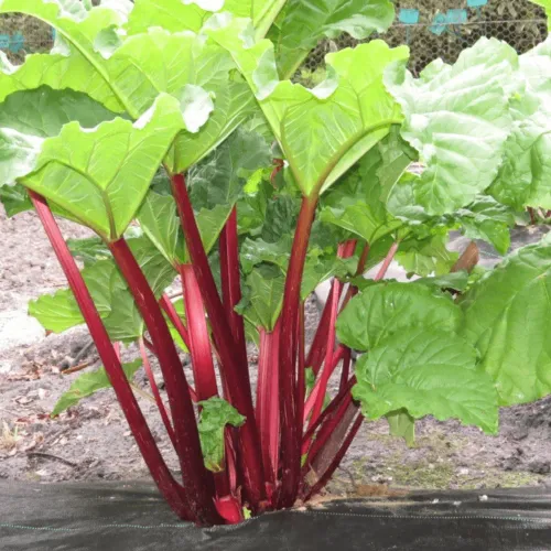 Röd rabarber av sorten Canada Red  på planta