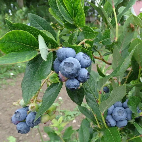 Bl&aring;b&auml;r av sorten Patriot p&aring; buske