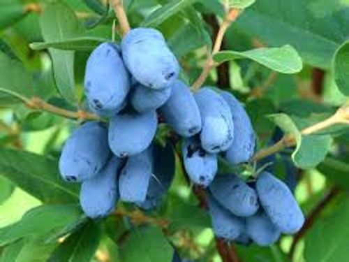 Bl&aring;b&auml;rstry p&aring; buske av sorten Wojtek